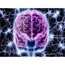 Головной мозг и нервная система